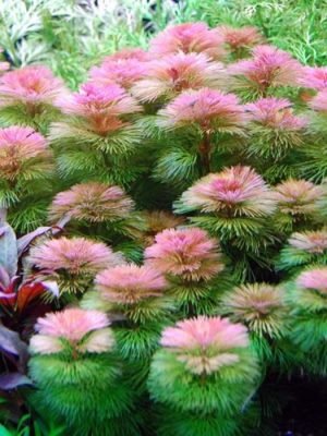 Cabomba Furcata 3 ramos