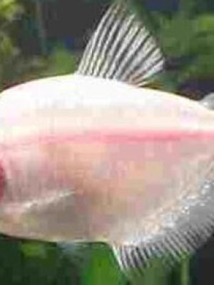 Tetra Rosa 3-4cm