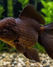 Kinguio Oranda Chocolate 6-9cm