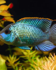 Acara Blue 3-6cm
