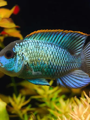Acara Blue 3-6cm
