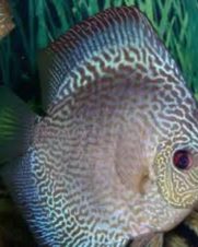 Acara Disco Blue Snake Skin 6-9cm