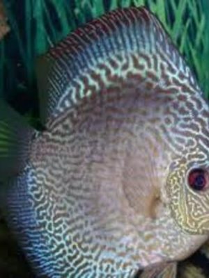 Acara Disco Blue Snake Skin 6-9cm