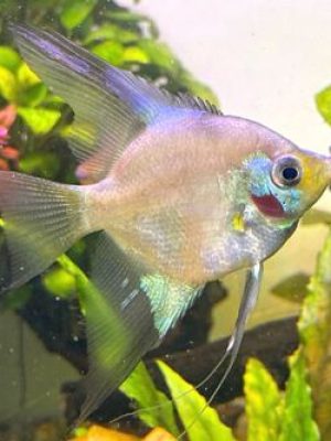 Acara Bandeira Blue Paraiba 4-5cm