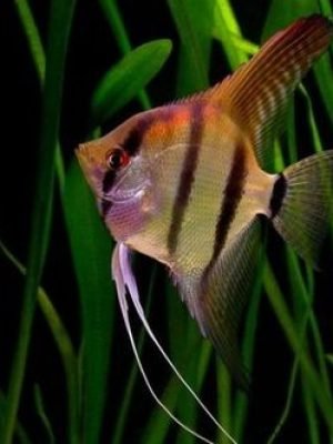 Acara Bandeira Falso Atum 5-6cm