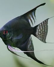 Acara Bandeira Pinoy 4-5cm