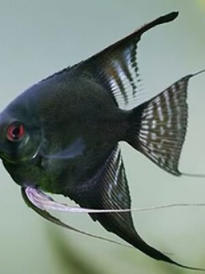 Acara Bandeira Pinoy 4-5cm