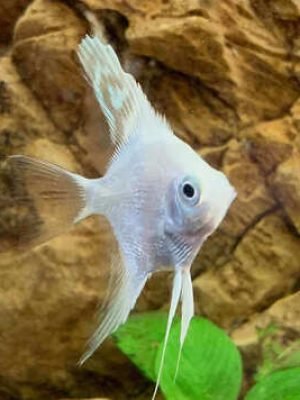 Acara Bandeira Platina 4-5cm