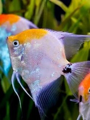 Acara Bandeira Siamês Koi 3-4cm
