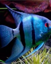 Acara Bandeira Zebra Azul 4-5cm Acara Bandeira Zebra Azul 4-5cm