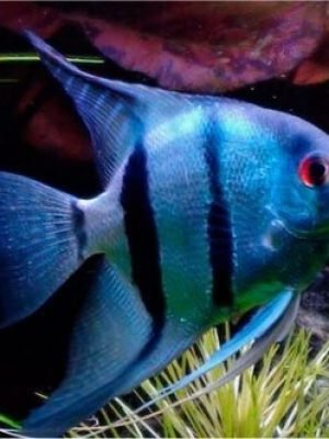 Acara Bandeira Zebra Azul 4-5cm