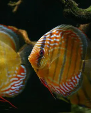 Acara Disco Selvagem 6-9cm Acara Disco Selvagem 6-9cm