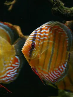 Acara Disco Selvagem 6-9cm