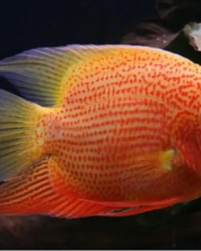 Acara Severum Red Spotted 3-4cm