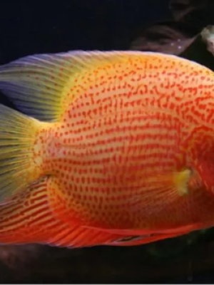Acara Severum Red Spotted 3-4cm