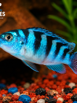 Lombardoi 3-6cm