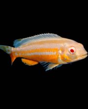 Auratus Albino 3-6cm Auratus Albino 3-6cm