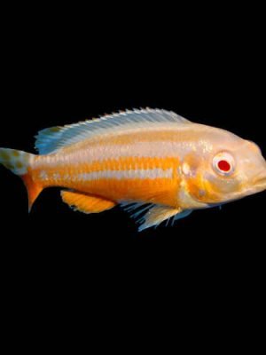 Auratus Albino 3-6cm