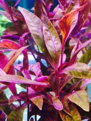 Alternanthera Sessilis