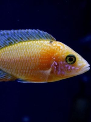 Aulonocara Fire Fish Gold