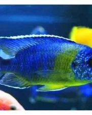 Aulonocara Maulana Bicolor 6-8cm Aulonocara Maulana Bicolor 6-8cm