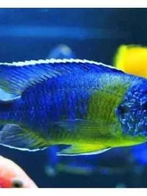 Aulonocara Maulana Bicolor 6-8cm