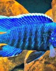 Aulonocara Blue 6-8cm Aulonocara Blue 6-8cm