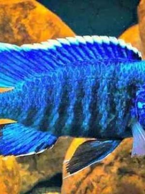 Aulonocara Blue 6-8cm