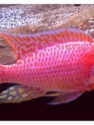 Aulonocara Pink OB 6-8cm