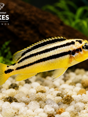Auratus Amarelo 3-6cm