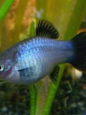 Plati Azul 2-4cm