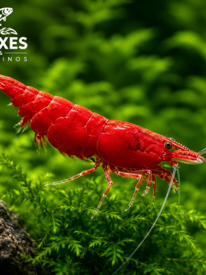 Camarão Neocaridina Red 1-2cm