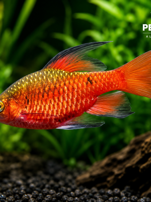 Barbo Cereja Macho Véu 2-4cm
