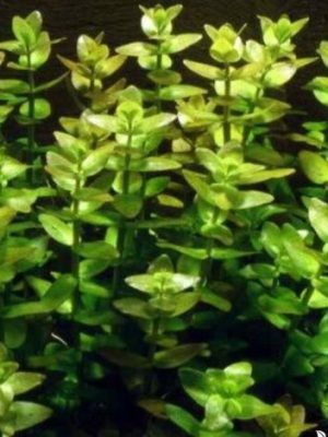 Bacopa Rotundifolia