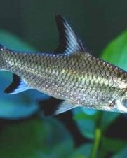 Balashark 4-5cm Balashark 4-5cm