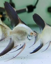 Acara Bulgarian Green 3-4cm