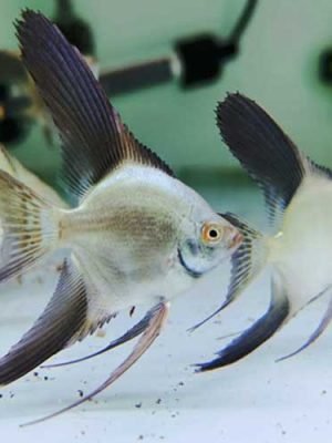 Acara Bulgarian Green 3-4cm