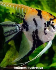 Acara Bandeira Palhaço 4-5cm