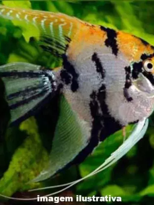 Acara Bandeira Palhaço 4-5cm