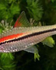 Barbo Denisoni 3-6cm