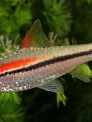 Barbo Denisoni 3-6cm