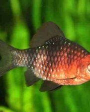 Barbo Rubi Negro 2-3cm