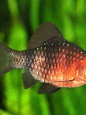 Barbo Rubi Negro 2-3cm