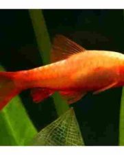 Barbo Titeia Albino 2-3cm Barbo Titeia Albino 2-3cm