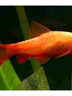 Barbo Titeia Albino 2-3cm