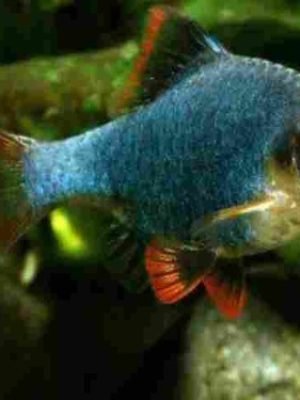 Barbo Sumatra Green 2-4cm