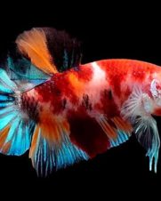 Betta Macho Koi Plakat 3-4cm Betta Macho Koi Plakat 3-4cm