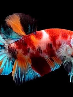 Betta Macho Koi Plakat 3-4cm