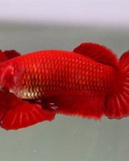 Betta Splendens Fêmea Vermelha 2-3cm