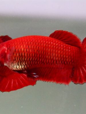 Betta Splendens Fêmea Vermelha 2-3cm
